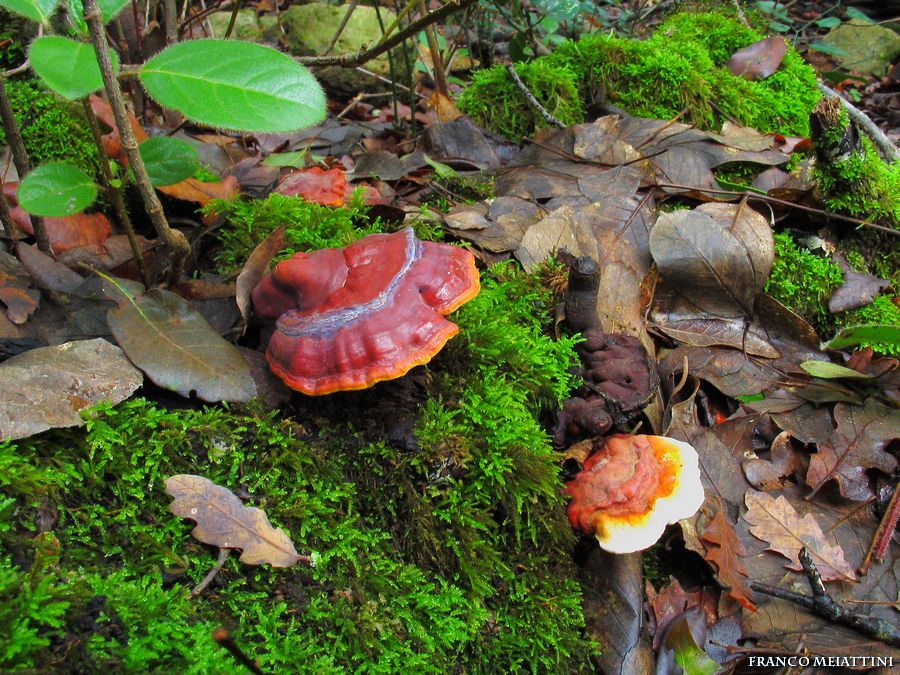 Ritrovamenti di fine Dicembre 2008  parte 1a